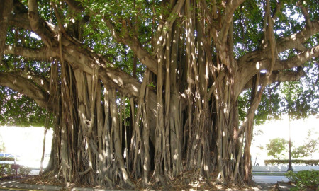 Durgaprasad Pattanaik's Odia Story BUDHAA BARAGACHA