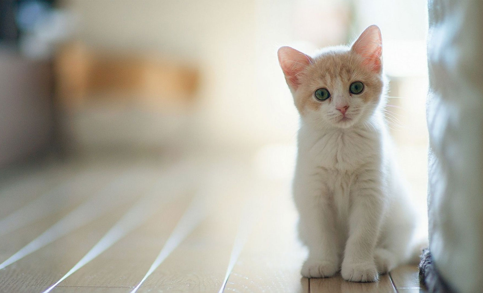 Basudev Mohapatra's Odia Poem for Children PUSHI BASSICHI RUSHI