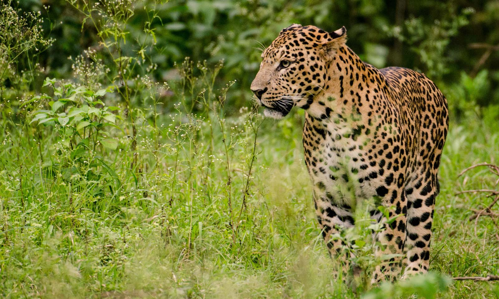 Manjurani Mishra's Odia Story Ashoka Bana