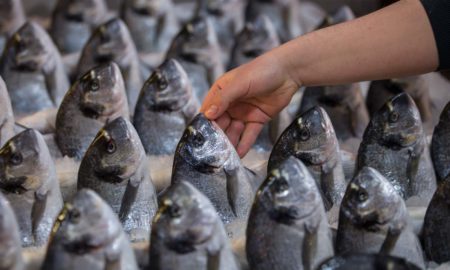 Navajyoti Ray's odia poem Manisha O Machhara Judhya