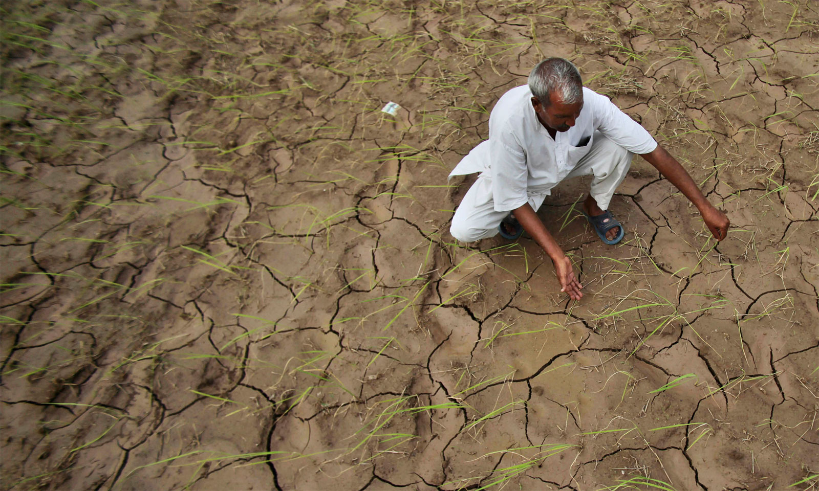 Dr Dilip Kumar Swain's odia poem dhaana kathaa