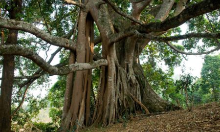 Bishwajeeban Mishra's odia short story niraba drashtaa