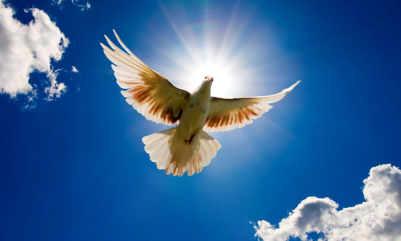 Baruna Kumar Das's odia poem pakshi