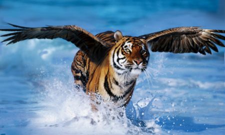 Sangram Mohapatra's odia story Udantaa Baaghara Panjhaa