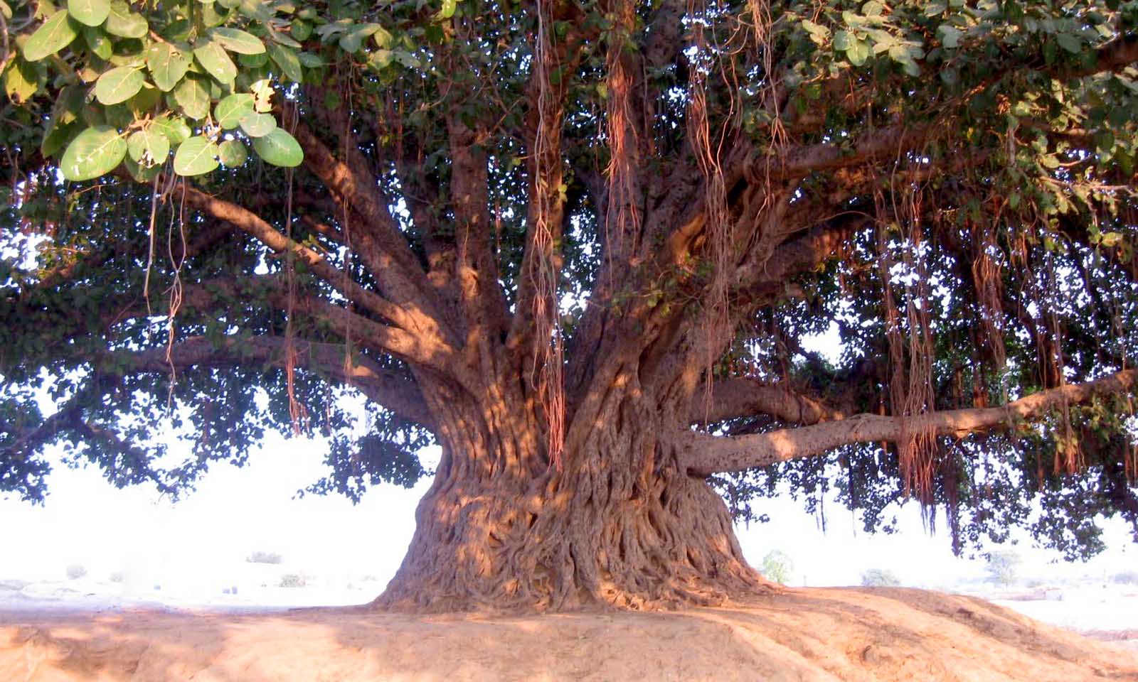 Biswajeebana Mishra's odia short story Budhaa Baragacha