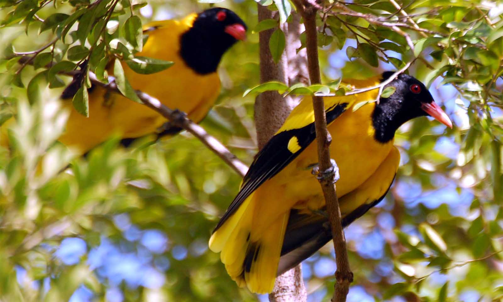 Laxmidhara Nayak's odia story Ekapaada Haladeebasanta