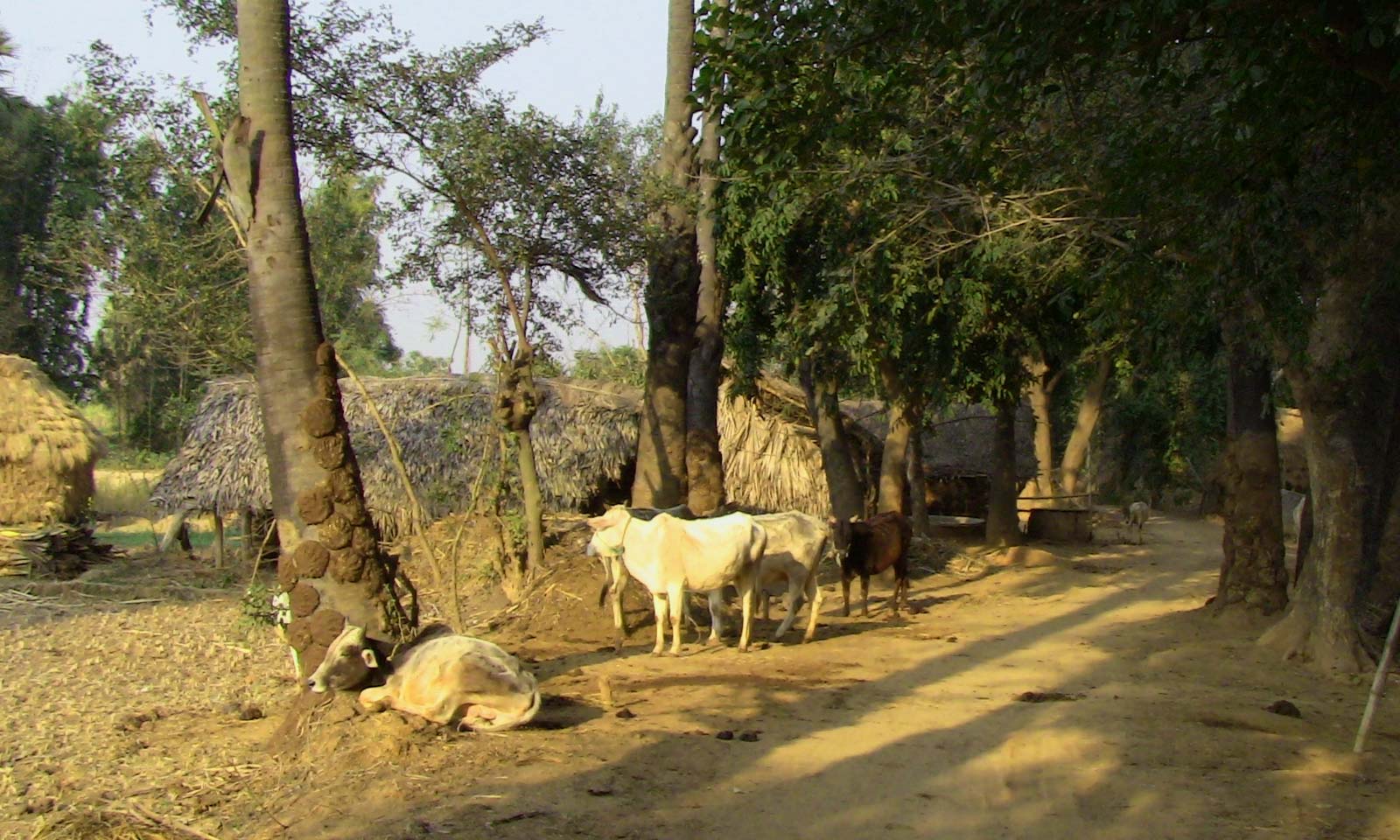 Priyanka Priyadarshani Das's odia poem Chota Mora Gaanti