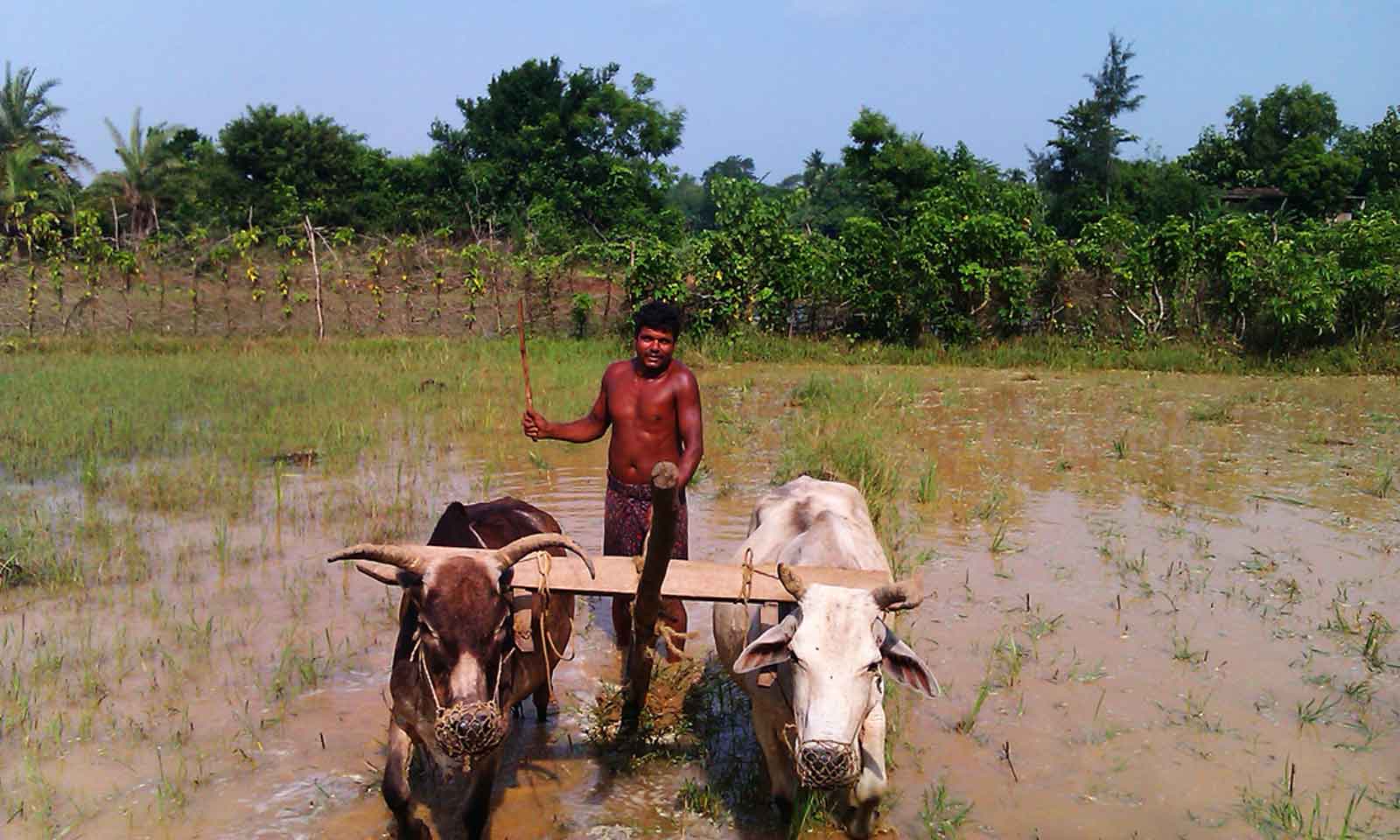 Pt Mrutyunjaya Rath's Odia Prose Krushaka Jeebana
