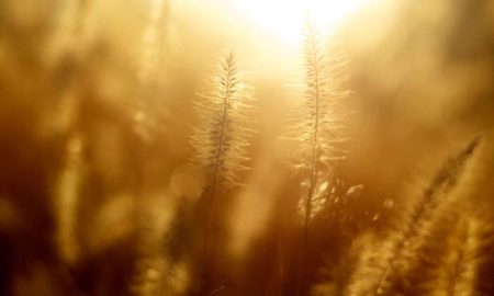 Minakshi Debi's odia poem Manastatwa