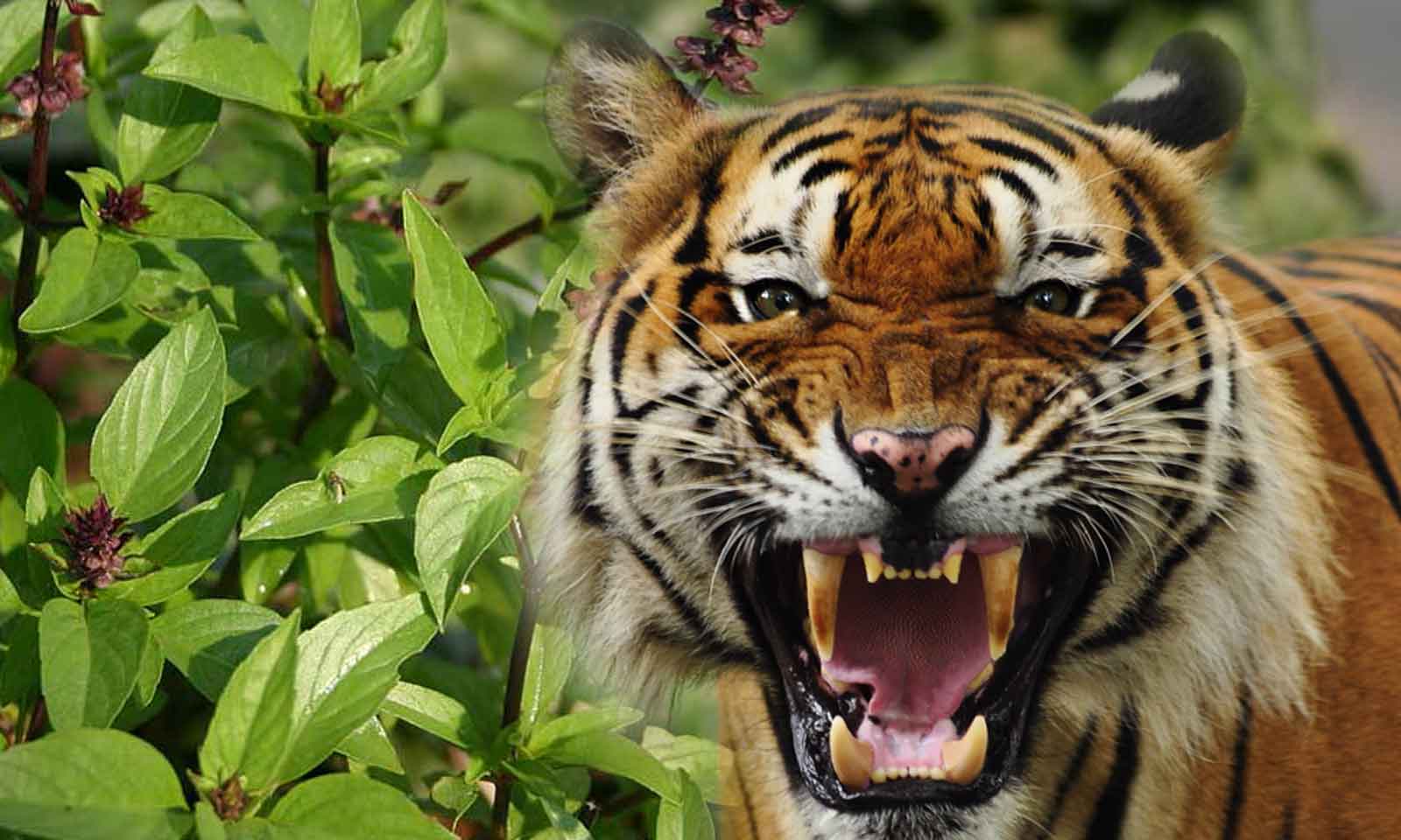 Dr Sharat Chandra Parida's odia story Tulaseebanara Baagha