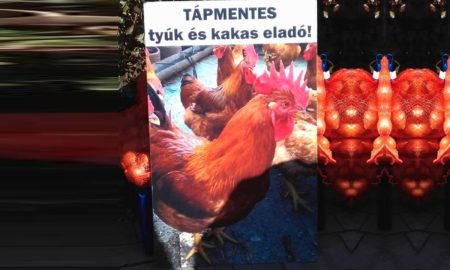 Biswajeebana Mishra's odia short story Cut Cut