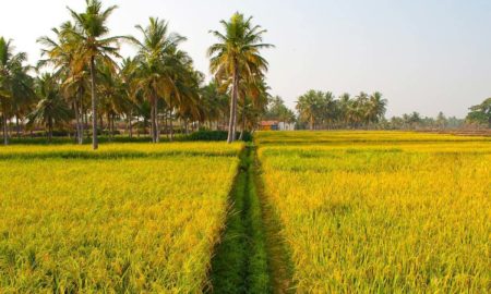 Bidyutprabha Nayak's odia poem Mo Gaan
