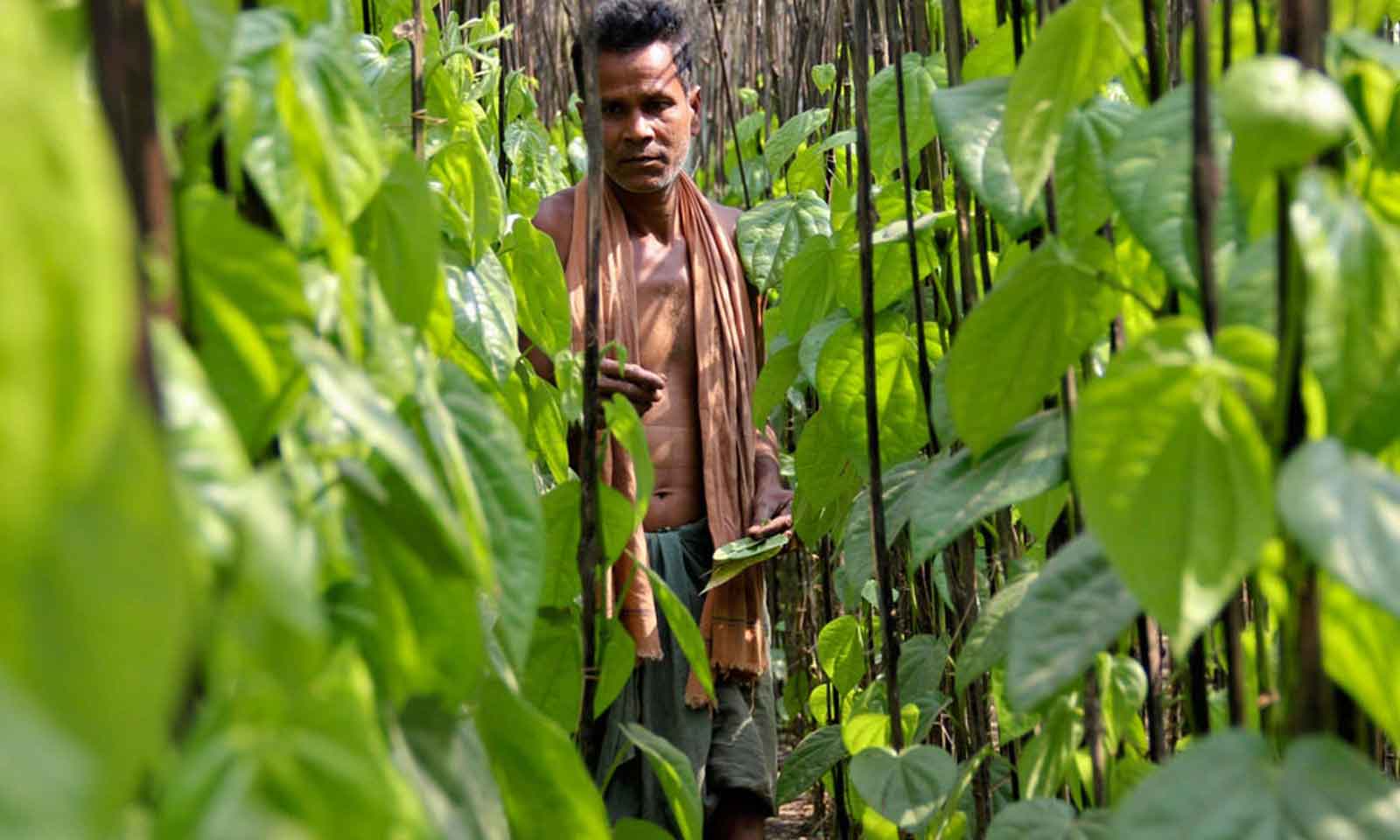 Dibakar Sahoo's odia poem Paaunsha Talara Niaan