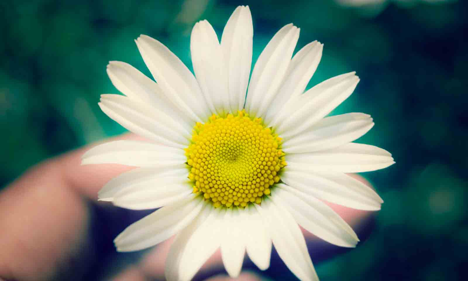 Fula Chori an odia story by Subal Mohapatra