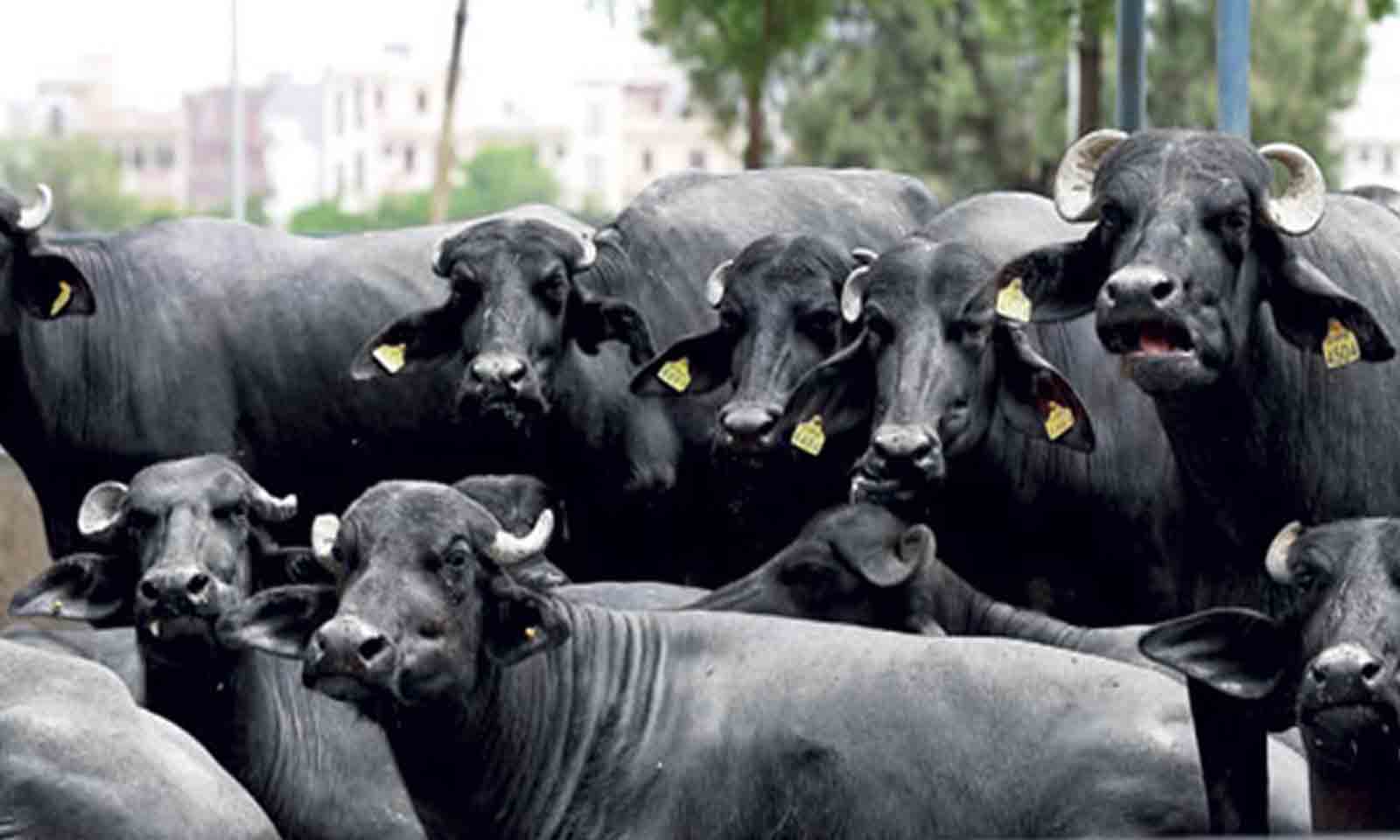 Hemanta Kumar Rout's odia short story Mainshiaala