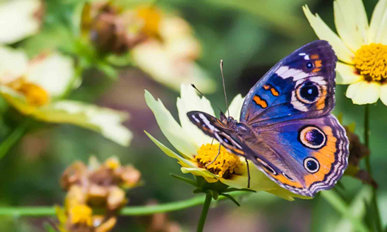 Debendra Dhinda's odia poem Mo Bagichaar Prajaapati Te Tu