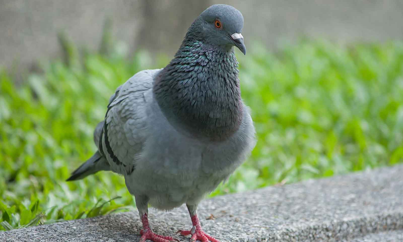 Er Bidyadhar Panda's odia poem Prashaasan Poshaa Paaraa