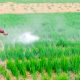 Sandeep Kumar Sathua's odia prose Keetanaashak Gudikara Sathik o Surakshita Prayog Bidhi ebn Abalambanajogya Saabadhaanataa