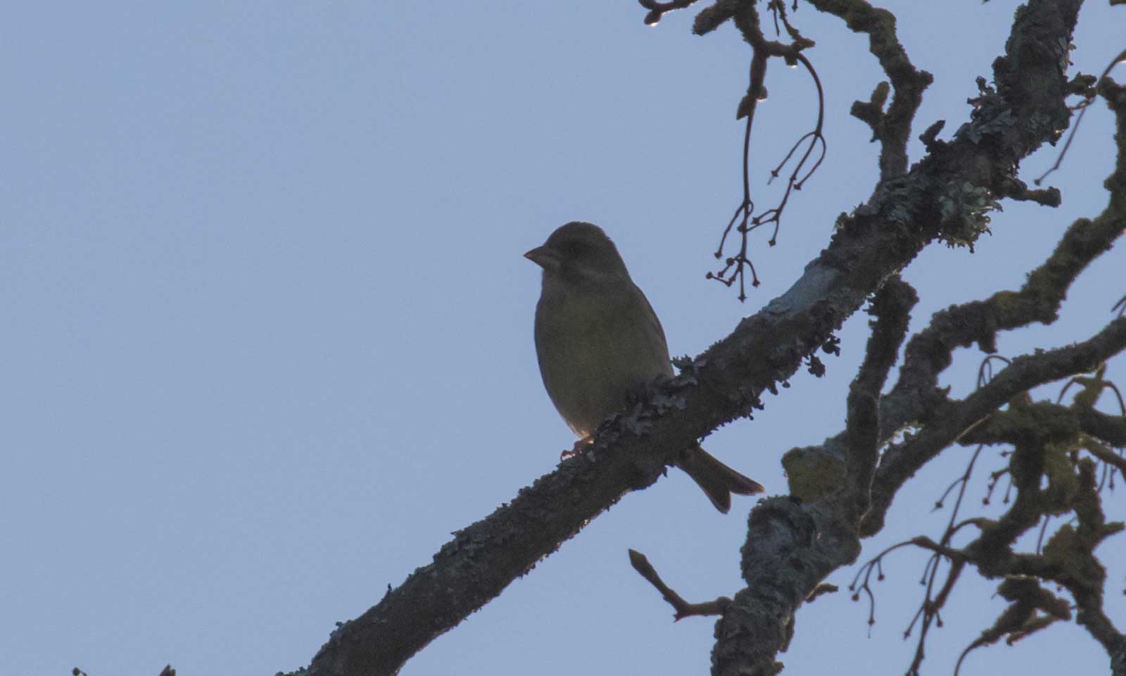 Niranjan Jena's odia poem Mun Aasibaa Poorbaru