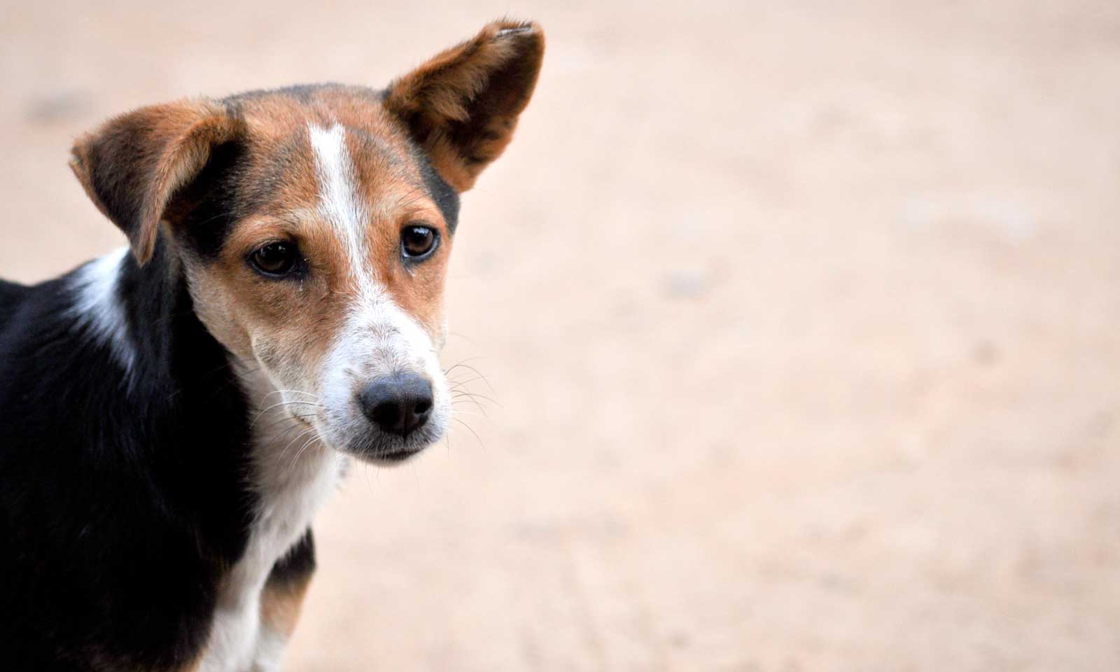 Dr Sharat Chandra Parida's odia story Sei Aakhi