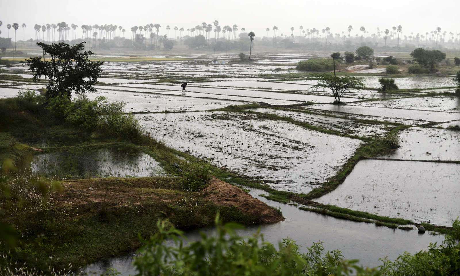 Dibakar Sahoo's odia poem Banaa Soin