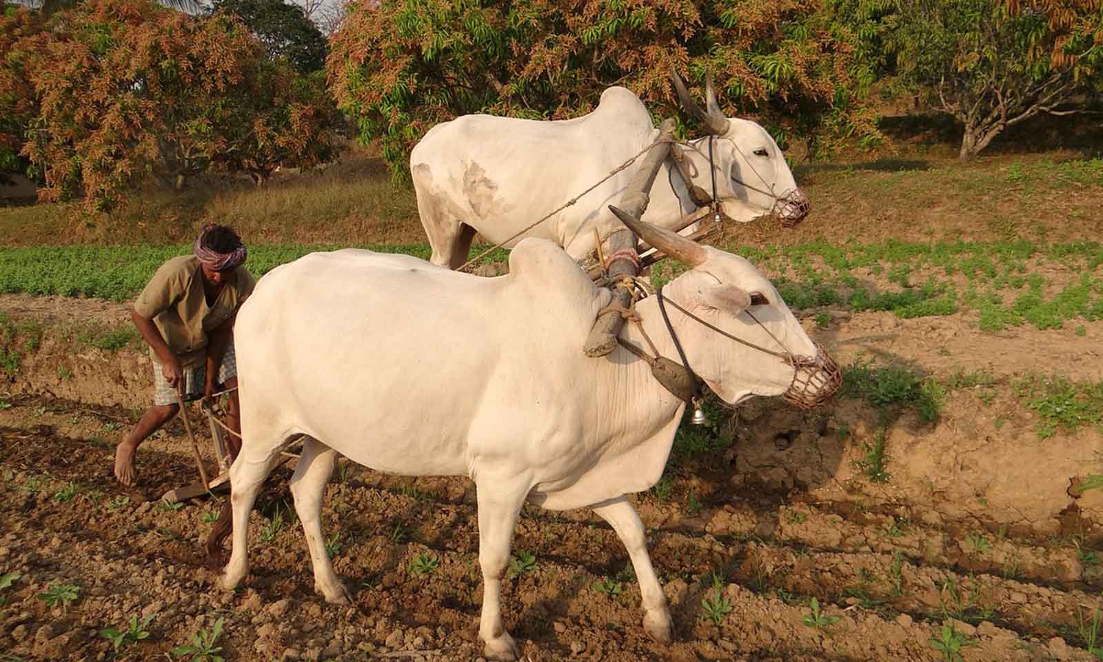 Dr Dilip Kumar Swain's odia poem Haliaa Gita
