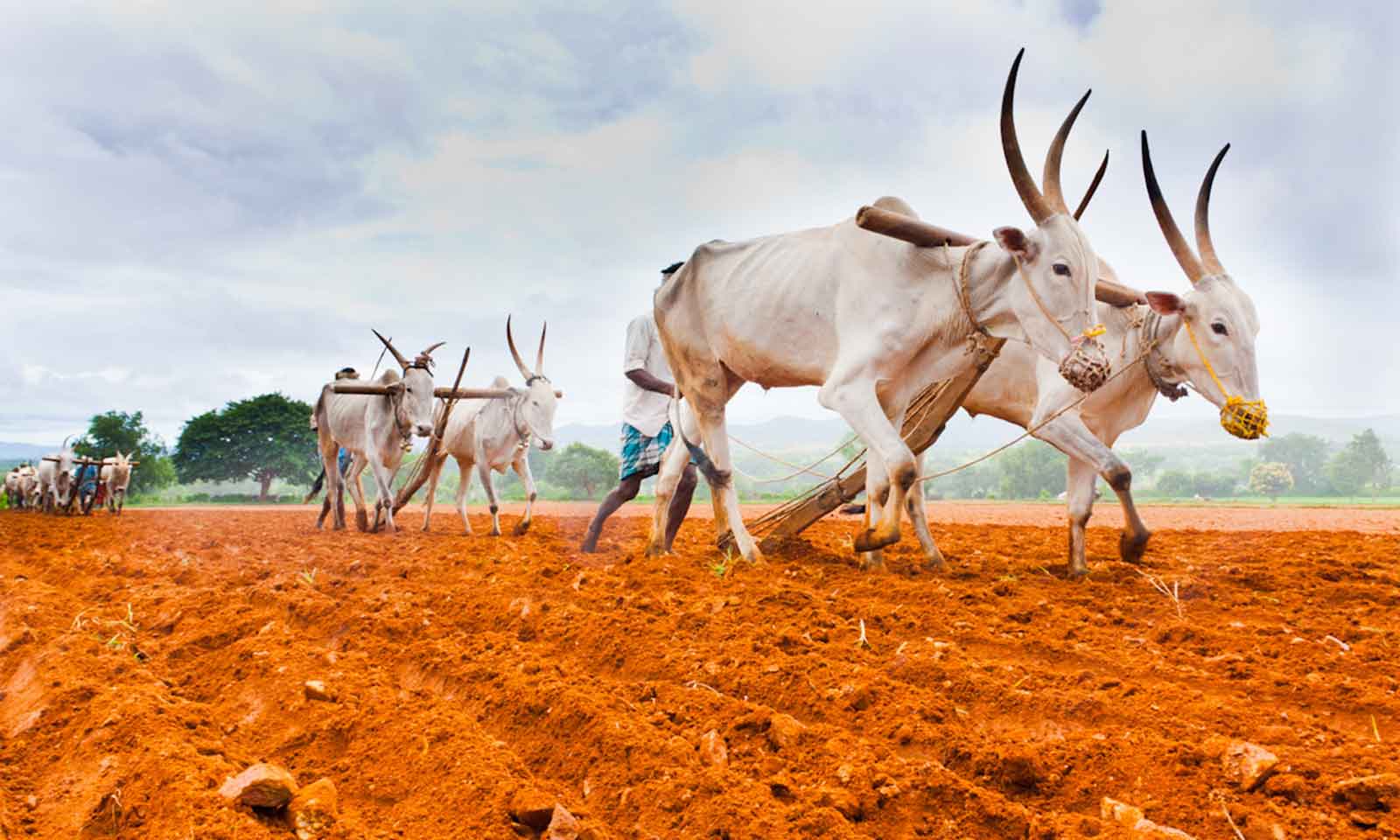 Satyananda Bhurni's odia poem Mun Chaashi Gariba Chaashi