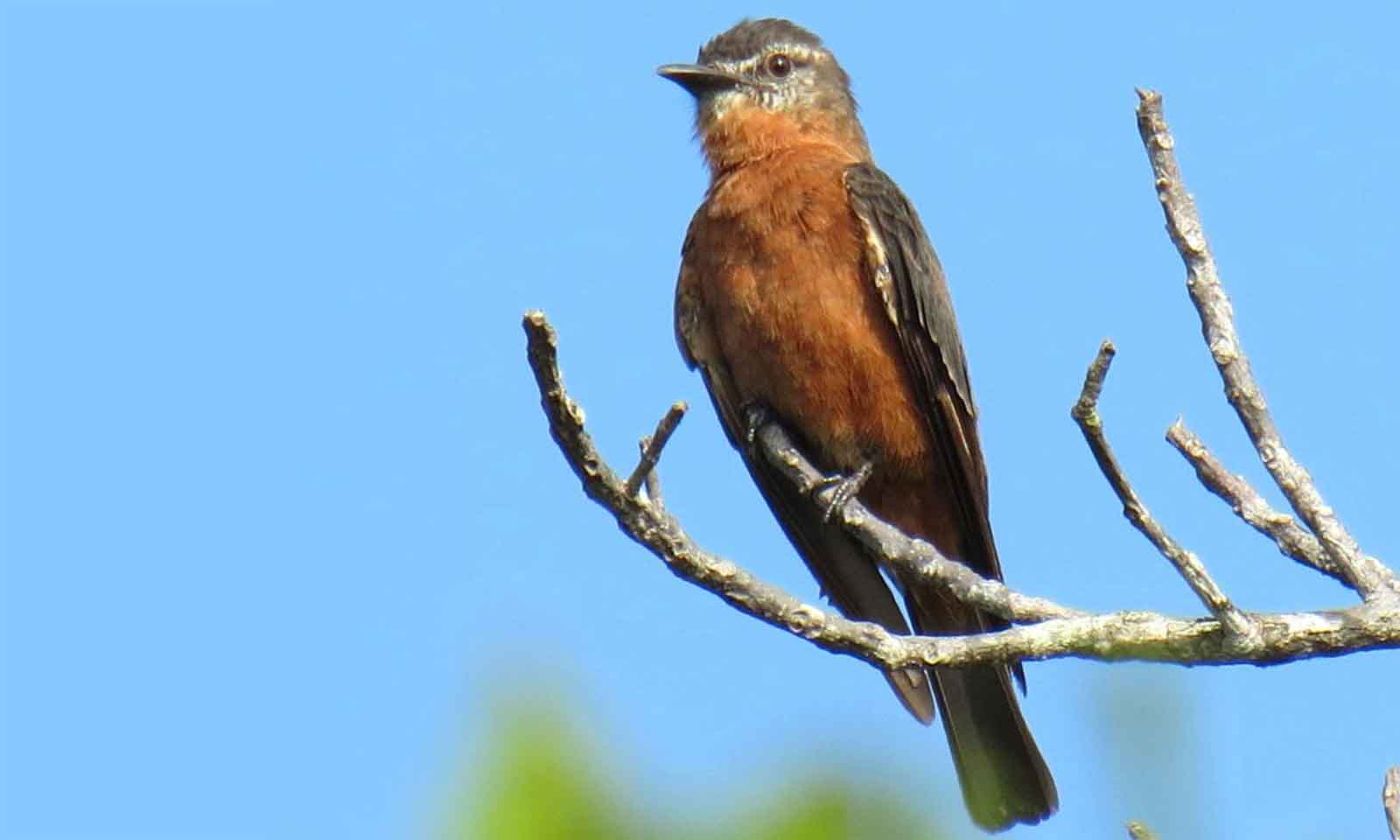 Dr Bibhuti Pattanaik's odia story Thuntaagacha Ebn Swapnara Chadhei