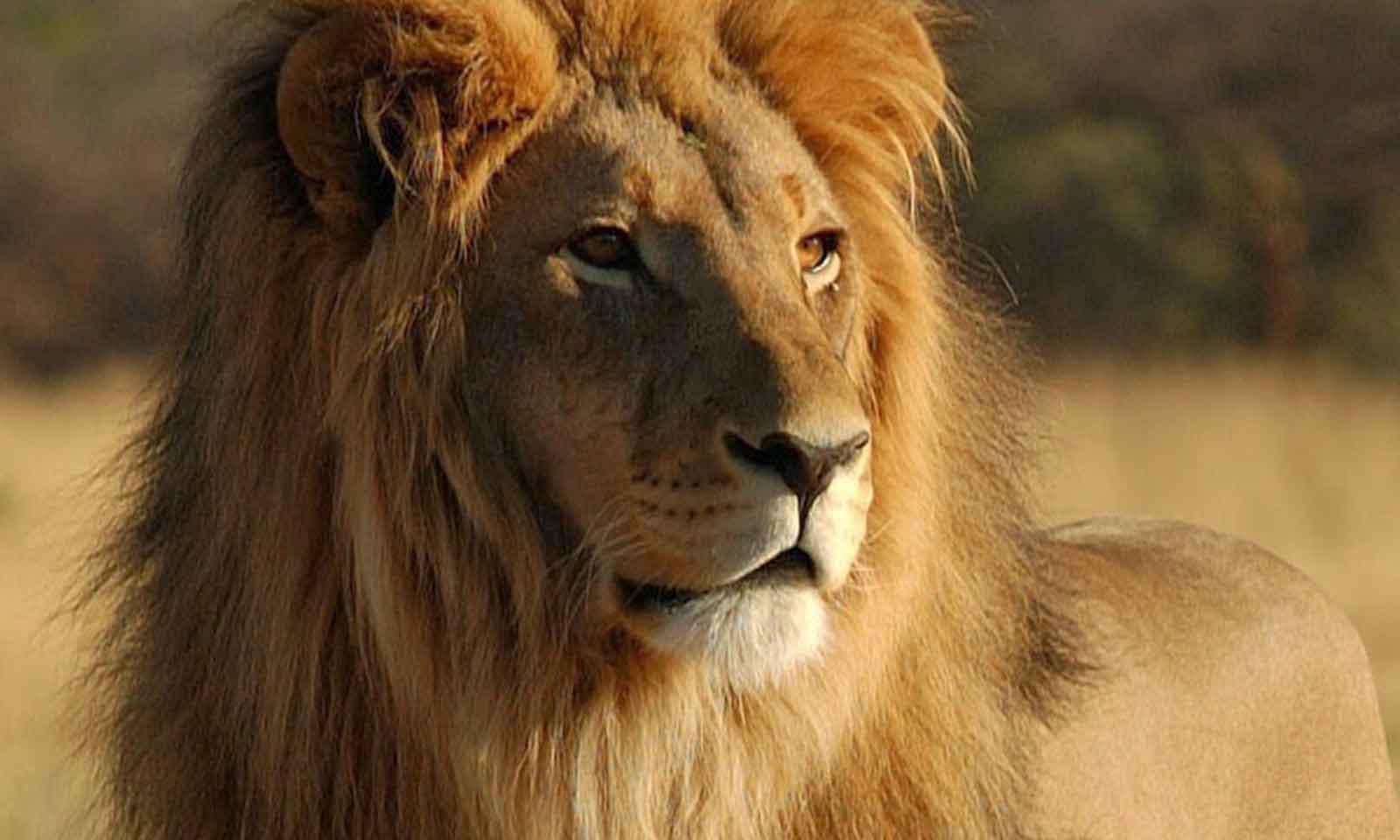 Manoj Das's odia story Singha Sanlaapa