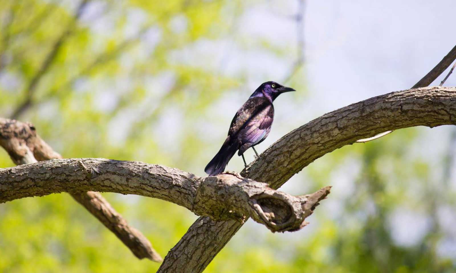 Niranjan Jena's odia poem Adharaa Pakshi