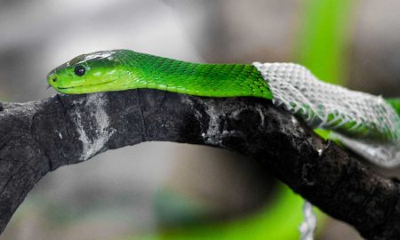 Naresh Kumar Behera's odia poem Purunaa Nooaa Roopare