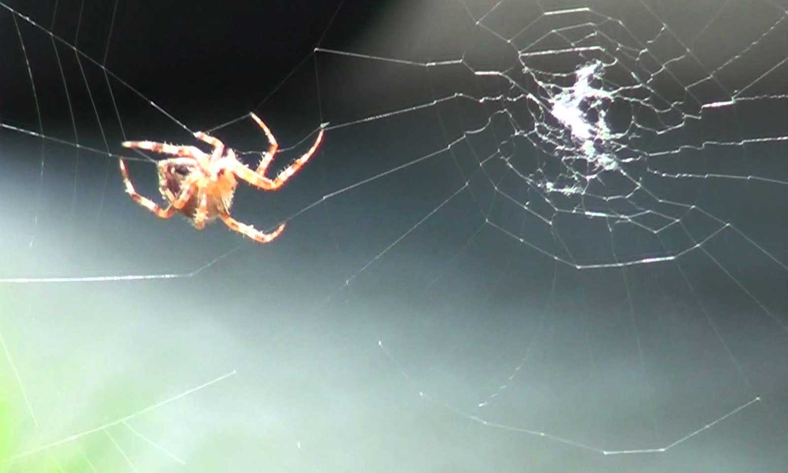 Rahas Kumar Behera's odia poem Samparka