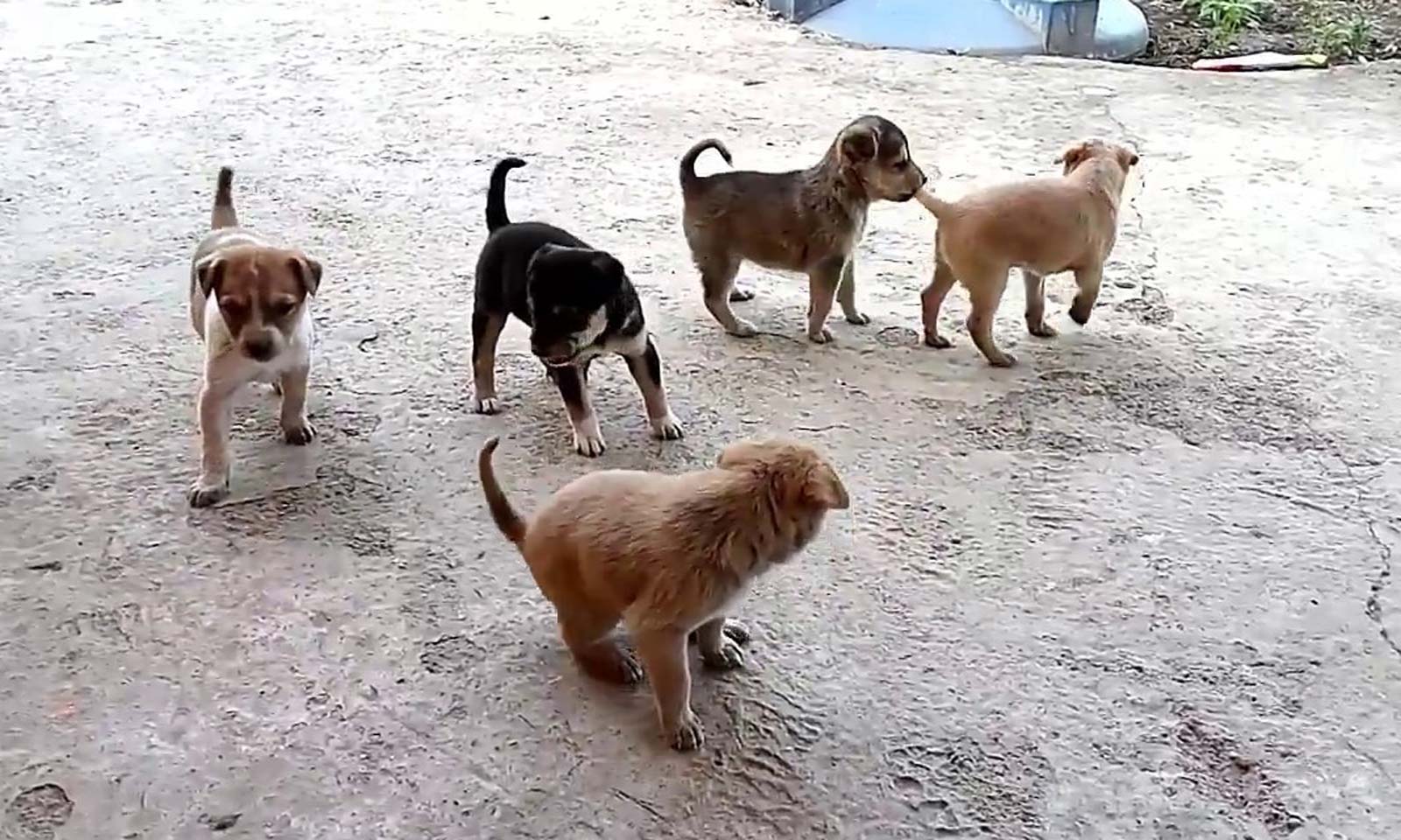 Gupteswar Mahapatro's odia Short Story Abhishapta Saundarya