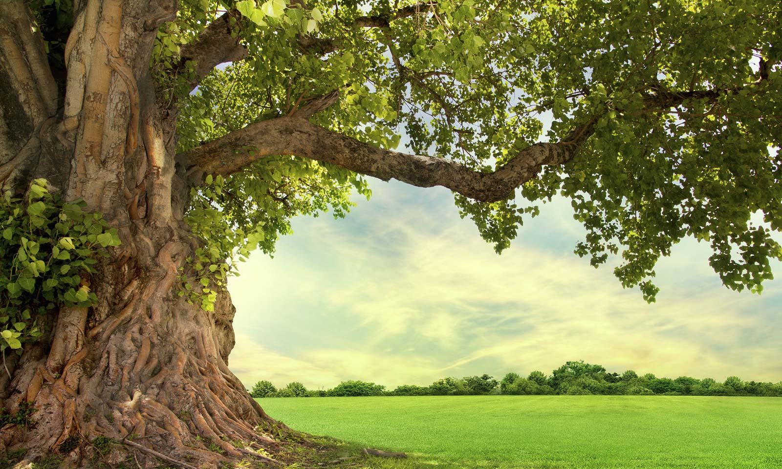 Nilamadhab Kar's odia poem Gacha