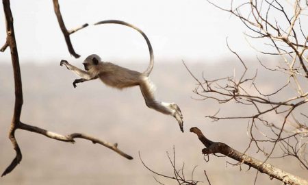 Manoj Das's odia story Bilupta Laangudara Sandhaanare