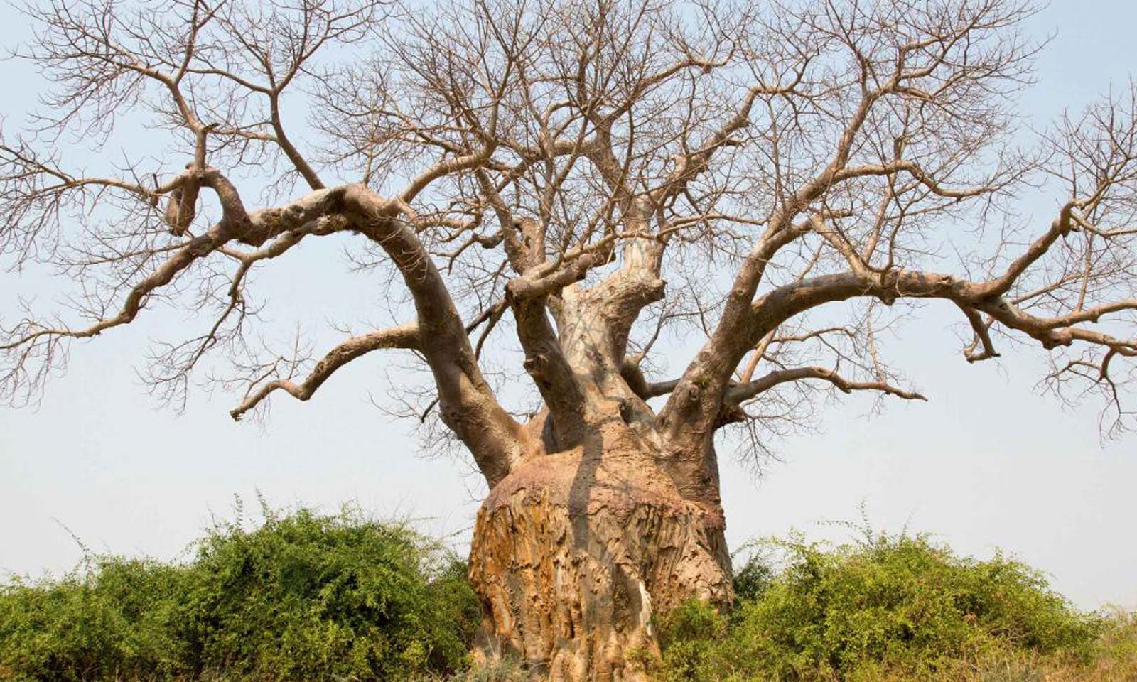 Truptimayee Chopdar's odia poem Marmar