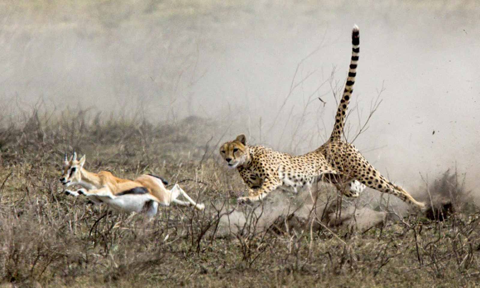 Хищники нападение. Гепард догоняет антилопу. Леопард охотится на антилопу. Отряд Хищные гепард. Дальневосточный леопард охотится.