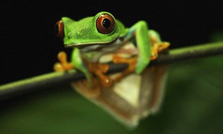 Manoj Das's odia story Saarugachamoole