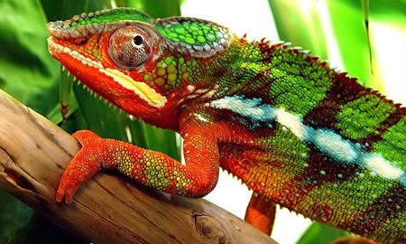 Gupteshwar Nanda's odia poem Jadi