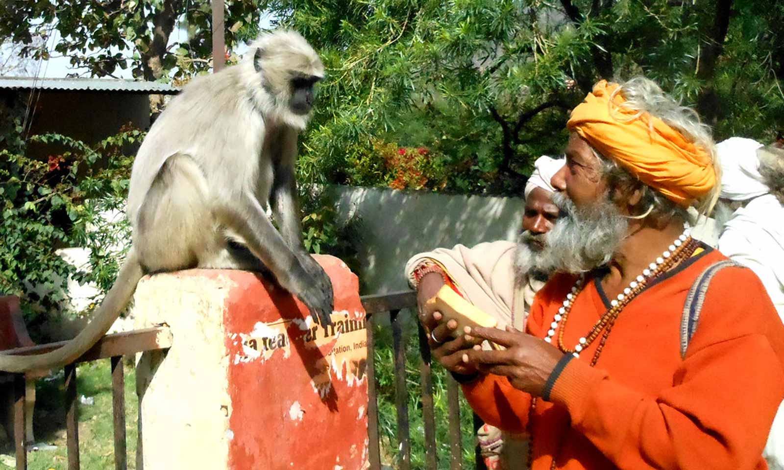 Manoj Das's odia story Baanara Kumbhira Kaahaani : Sheshakathaa