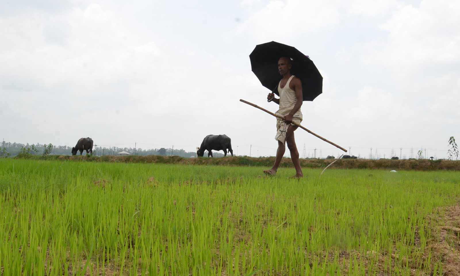 Dibakar Sahoo's odia poem Taa Duhkha Kaalaraati