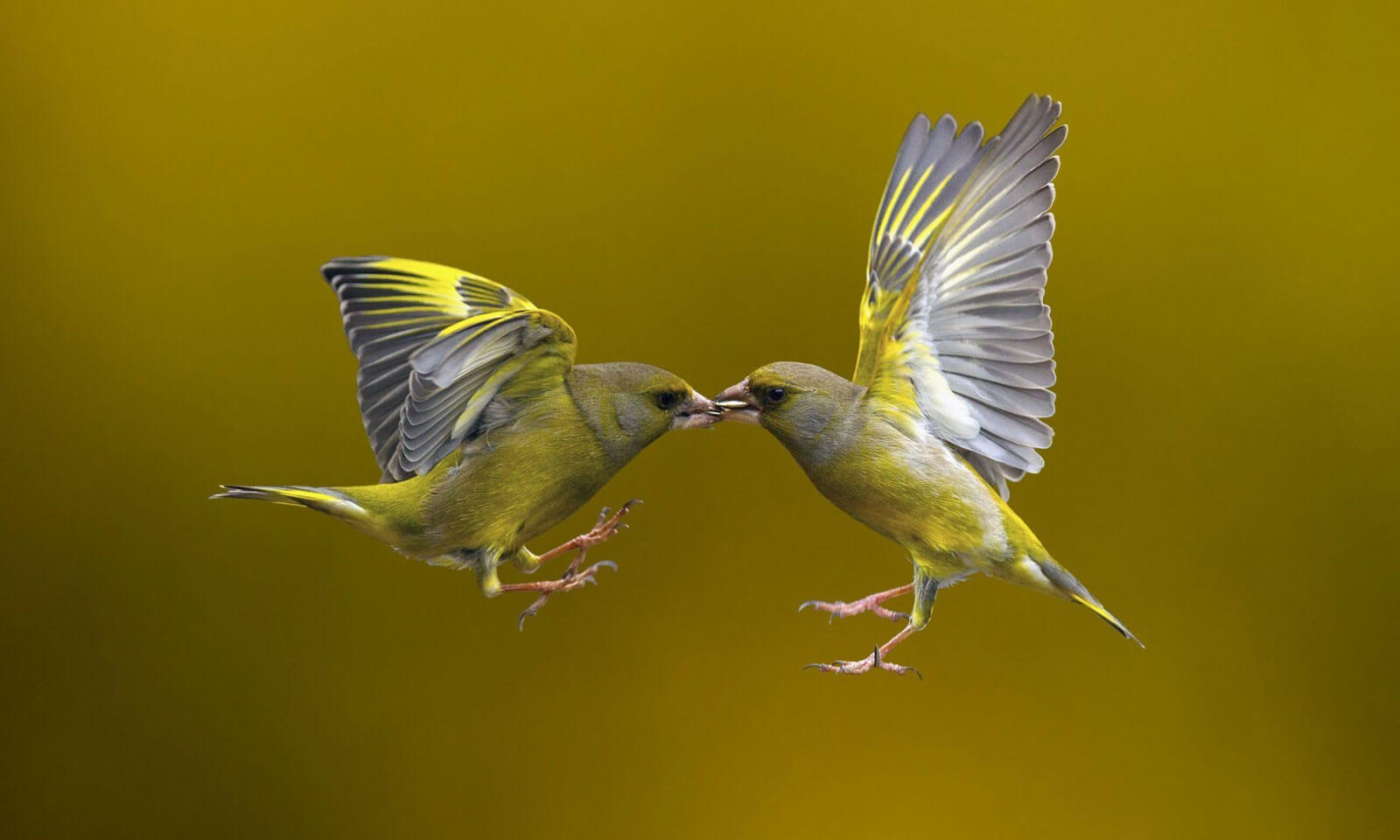 T.Durga Prasad Rao's Odia story To Binaa Laagenaa Bhala Kichhi