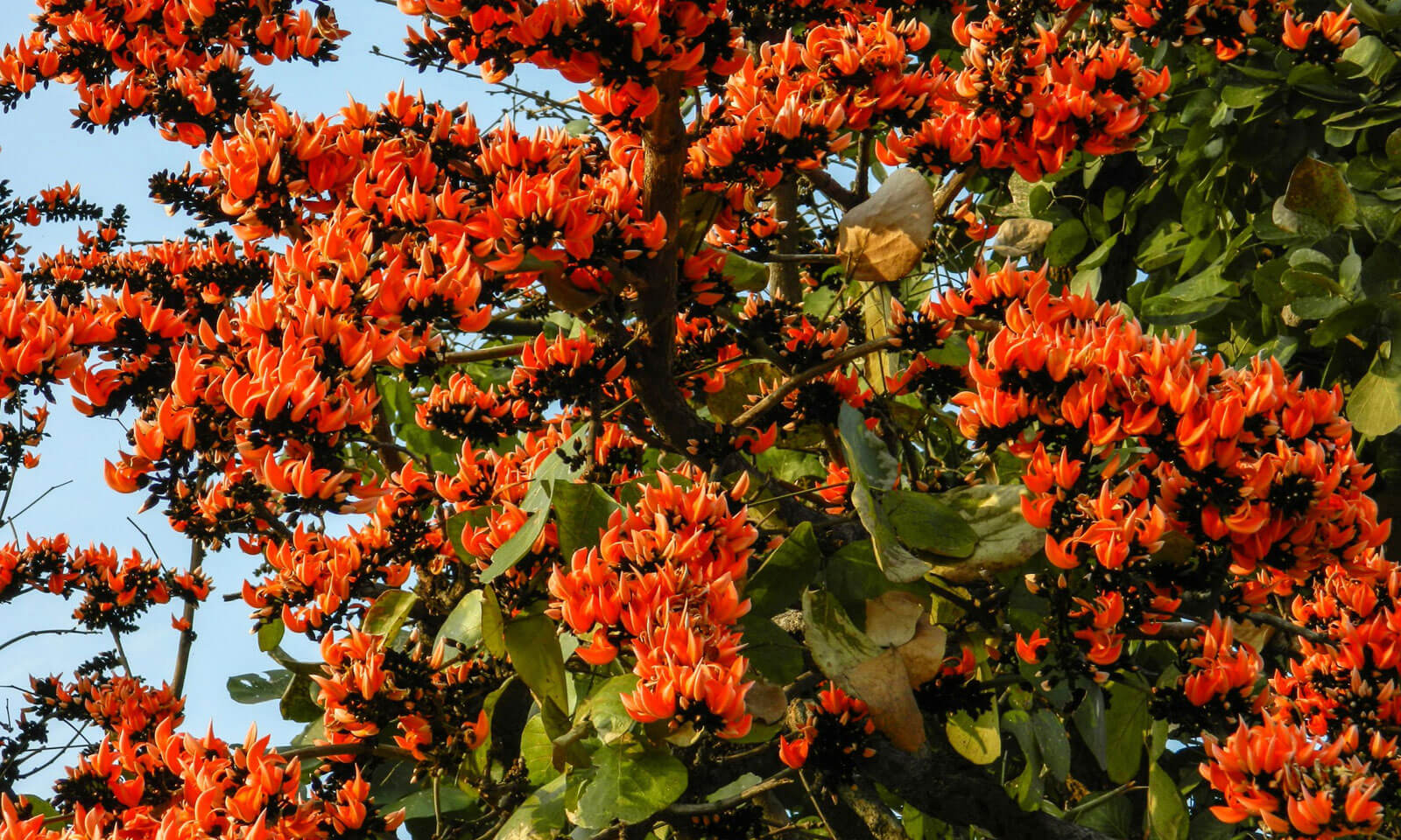 Gupteshwar Nanda's odia poem Palaasha