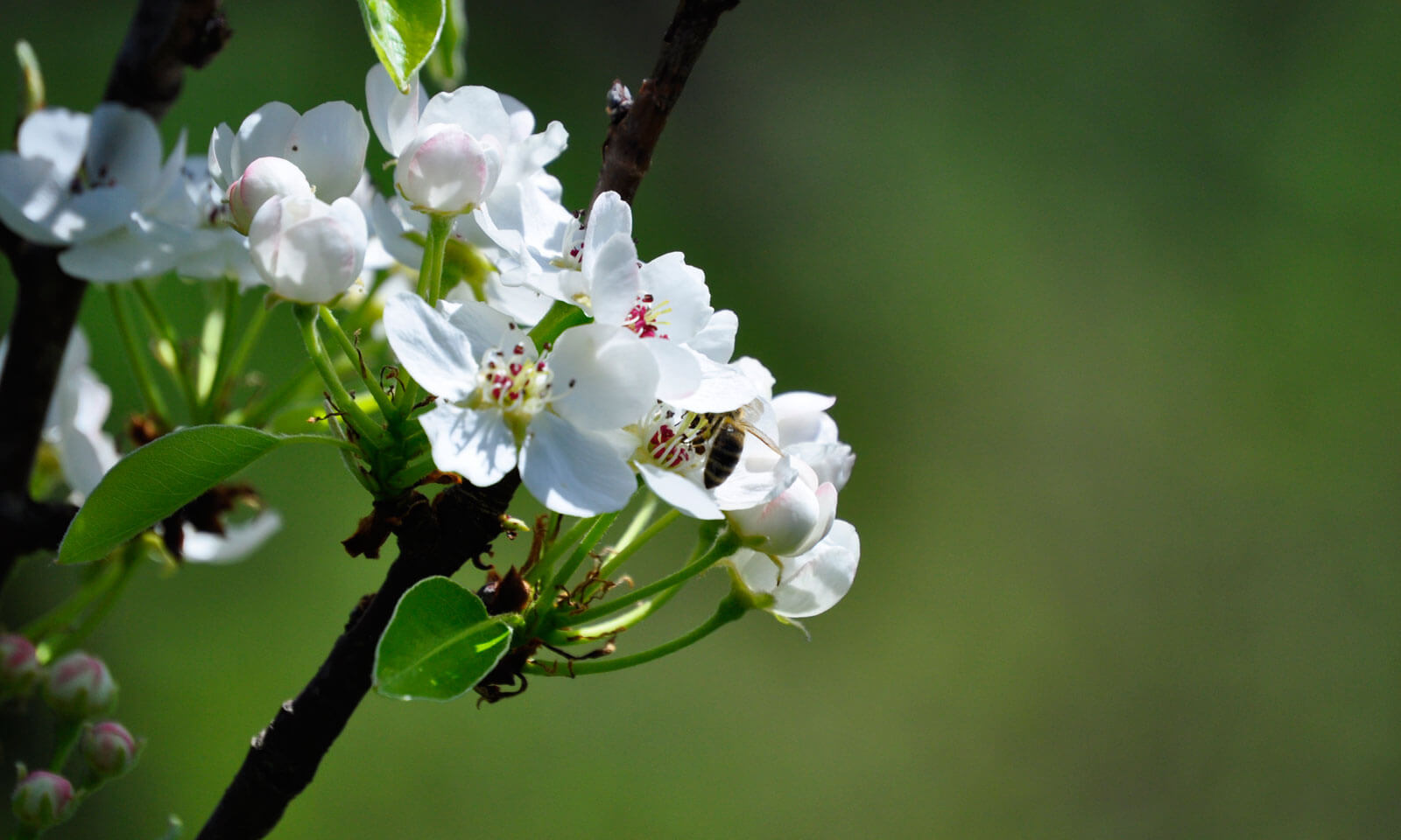 Chandan Kumar Maity's odia poem Rooturaani
