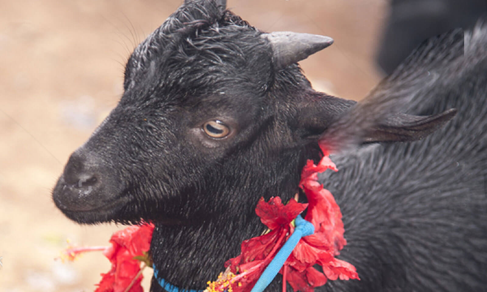 Pradipta Sundar Moharana's odia short story Nirihara Nirab Aartanaada