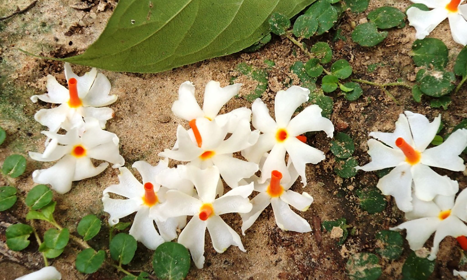 Puspanjali Patel's odia poem Mana Mohini Shephali Rani