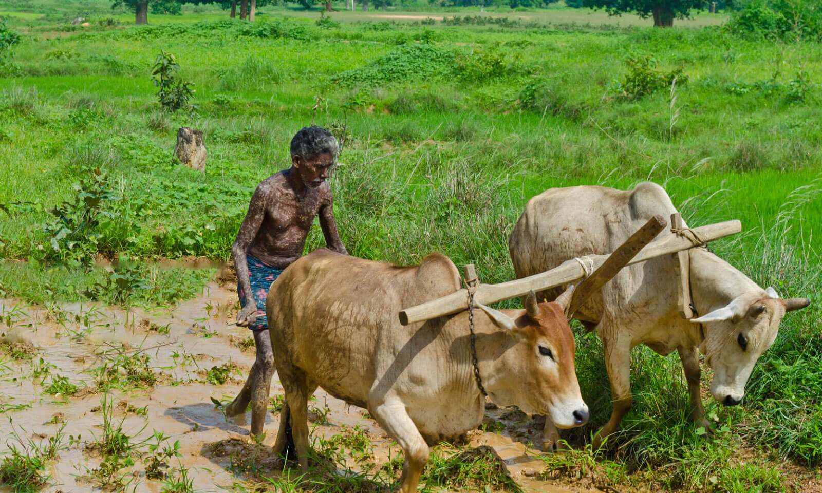 Binay Mohapatra's odia short story Annadata