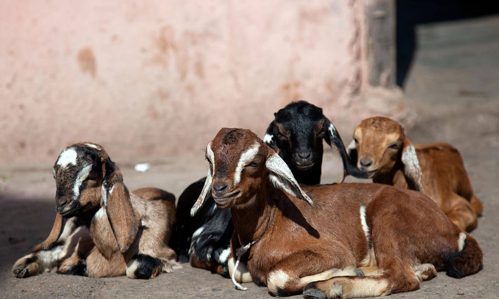 Er Bidyadhar Panda's odia story Adbhuta Jhia