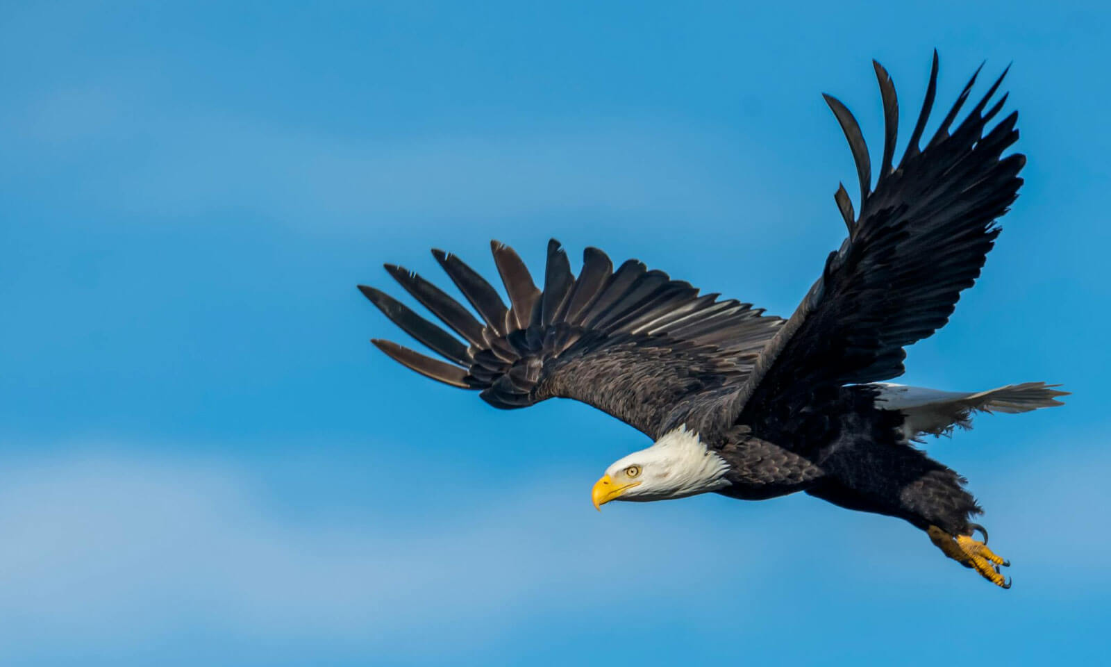Dr Nilamadhab Kar's odia poem Nihsangata