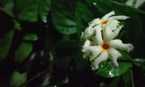 Barun Kumar Das's odia poem Shiuli